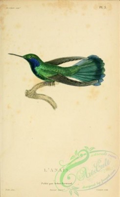 birds-14832 - ornismya anais [2197x3587]