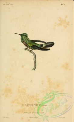 birds-14836 - ornismya audenetii [2197x3587]