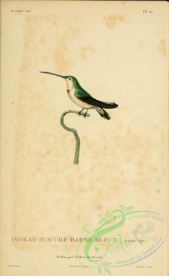 birds-14843 - ornismya cyanopogon, 2 [2197x3587]