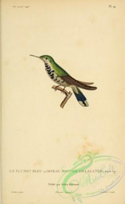 birds-14845 - ornismya delelendii [2197x3587]