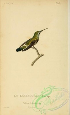 birds-14849 - ornismya langsdorfii [2197x3587]