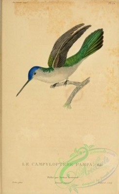 birds-14850 - ornismya pampa [2197x3587]