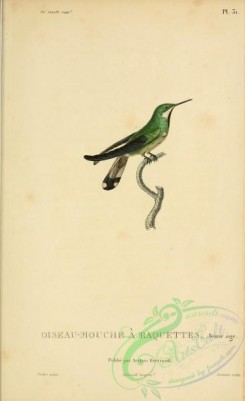 birds-14851 - ornismya platura [2197x3587]