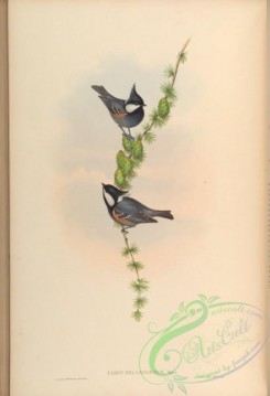 birds-14967 - Black-crested Tit [4137x6053]