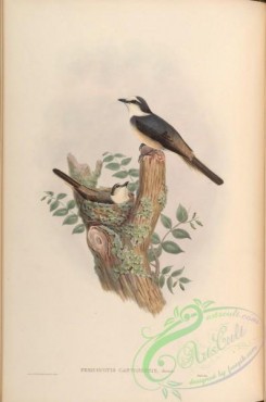 birds-14970 - Canton Pericrocotus [4027x6086]