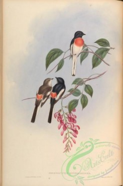 birds-14971 - Cawnpore Pericrocotus [4045x6086]