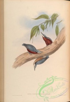 birds-14973 - Chestnut-bellied Nuthatch [4211x6114]
