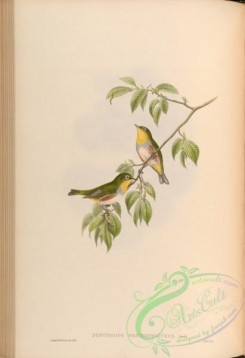birds-14976 - Chestnut-sided Zosterops [4192x6114]