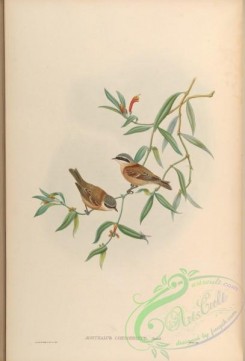birds-14977 - Chinese Penduline Tit [4110x6053]
