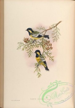 birds-14981 - Elegant Tit [4202x6053]