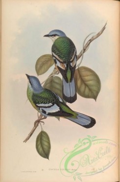 birds-14989 - Green Cochoa [4027x6086]