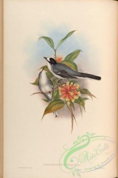 birds-14990 - Grey Pericrocotus [4064x6092]