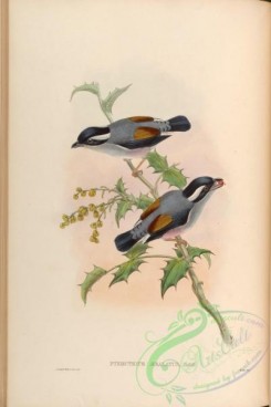 birds-14992 - Grey-headed Pteruthius [4064x6092]