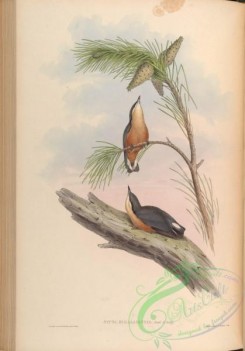 birds-14994 - Himalayan Nuthatch [4276x6114]