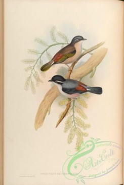 birds-14995 - Himalayan Pteruthius [4091x6092]