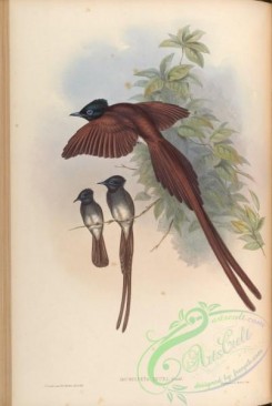 birds-14996 - Ince's Paradise Flycatcher [4101x6114]