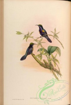 birds-15010 - Penang Sun-bird [4187x6148]