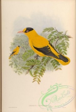 birds-15011 - Philippine Oriole [4091x6053]