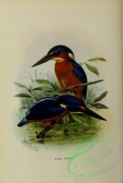 birds-16814 - alcedo asiatica [2521x3750]