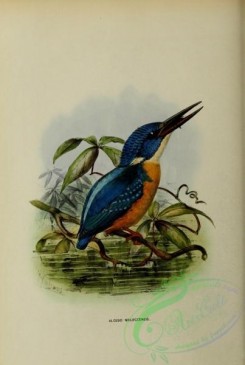 birds-16818 - alcedo moluccensis [2521x3750]