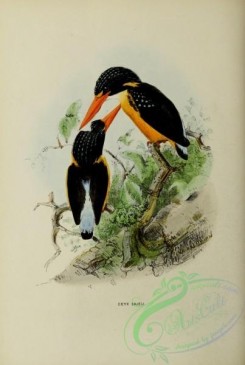 birds-16833 - Buru Dwarf-Kingfisher [2521x3750]