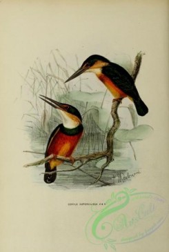 birds-16843 - ceryle superciliosa [2521x3750]
