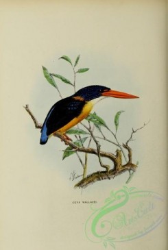birds-16851 - ceyx wallacei [2521x3750]