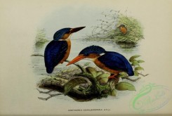 birds-16858 - corythornis coeruleocephala [3742x2521]