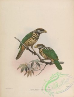 birds-17328 - ailuraedus buccoides [4165x5376]