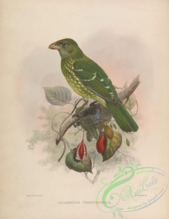 birds-17329 - ailuraedus crassirostris [4165x5376]