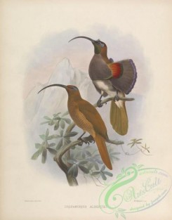 birds-17332 - Black-billed Sicklebill [4210x5376]