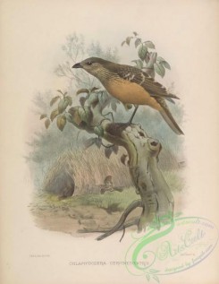 birds-17333 - chlamydodera cervineiventris [4165x5376]