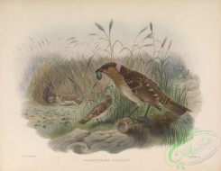 birds-17334 - chlamydodera maculata [5374x4165]