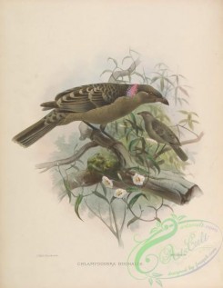 birds-17335 - chlamydodera nuchalis [4165x5376]