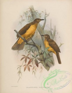 birds-17336 - chlamydodera xanthocastra [4199x5411]