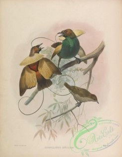 birds-17338 - diphyllodes speciosa [4176x5376]