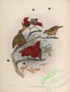 birds-17343 - King Bird-of-Paradise [4136x5376]
