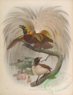 birds-17344 - Lesser Bird-of-paradise [4203x5410]