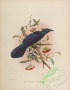 birds-17349 - manucodia keraudreni [4176x5376]