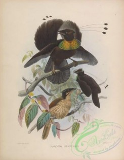 birds-17352 - parotia sexpennis [4176x5376]