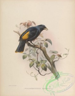 birds-17353 - ptilonorhynchus rawnsleyi [4210x5376]