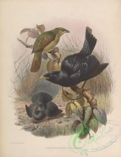 birds-17354 - ptilorhynchus violaceus [4148x5376]