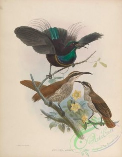 birds-17355 - ptiloris alberti [4167x5376]