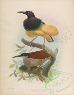 birds-17357 - seleucides alba [4210x5376]