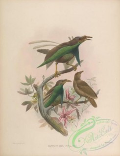 birds-17359 - Standardwing Bird-of-Paradise [4136x5376]