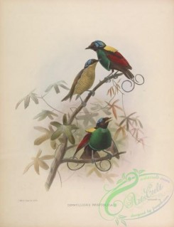 birds-17362 - Wilson's Bird-of-paradise [4136x5376]