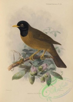 birds-17534 - Black-hooded Thrush [2741x3828]