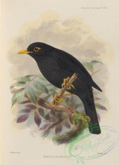 birds-17545 - merula bourdilloni [2620x3618]