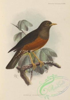 birds-17551 - merula celebensis [2509x3544]