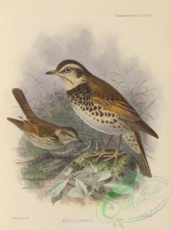 birds-17554 - merula eunomus, 2 [2778x3699]